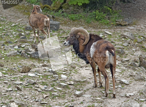 Image of mouflons on stony ground