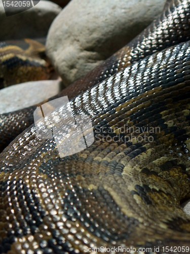 Image of scaled glossy Python detail