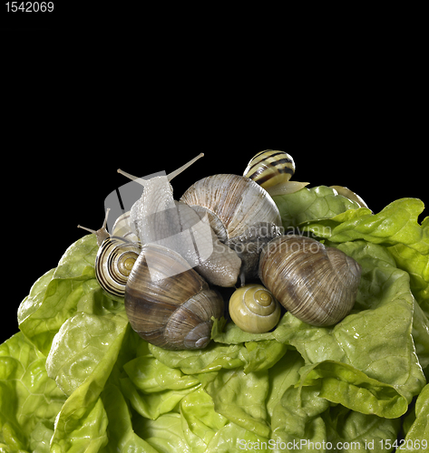 Image of lettuce and snails closeup