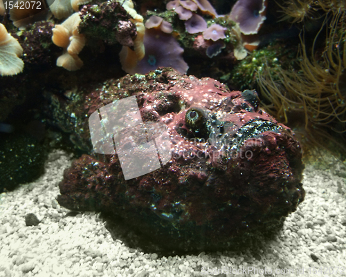 Image of red Stonefish on the ground