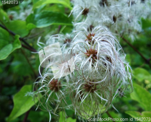 Image of fluffy seed