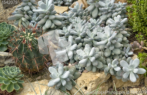 Image of cactus and succulent plants