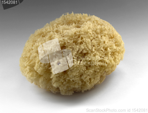 Image of yellow natural sponge