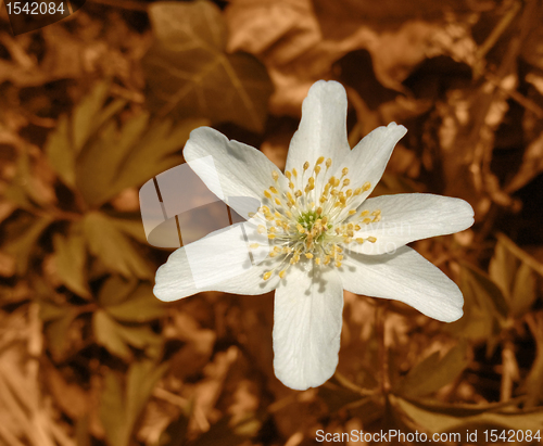 Image of white windflower in brown back