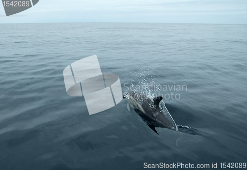 Image of swimming dolphin