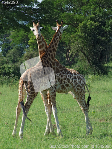 Image of fighting Giraffes in Africa