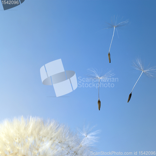 Image of flying dandelion seeds in blue back