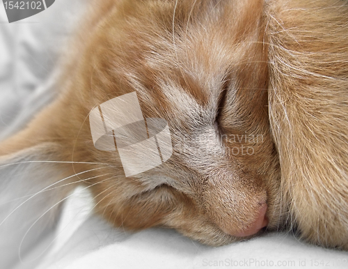 Image of sleeping cat portrait
