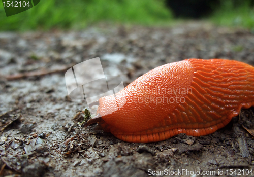 Image of red slug on the ground