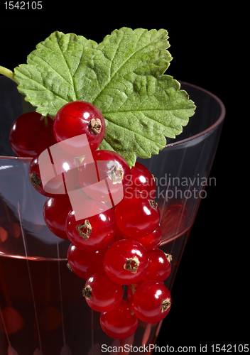 Image of Redcurrant on glass