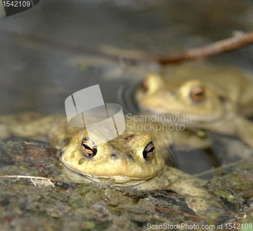 Image of common toads in a pond