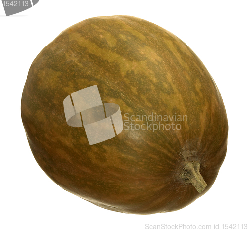 Image of butternut pumpkin