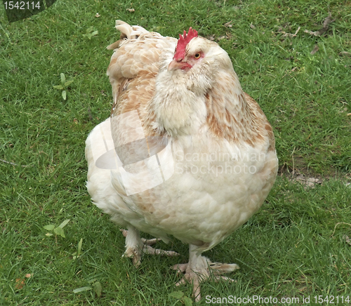 Image of light brown chicken on green grass