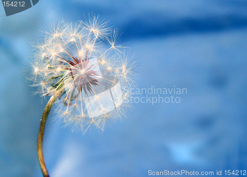Image of A Dandelion Against The Blue Background
