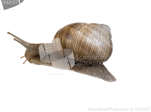 Image of backside of a grapevine snail