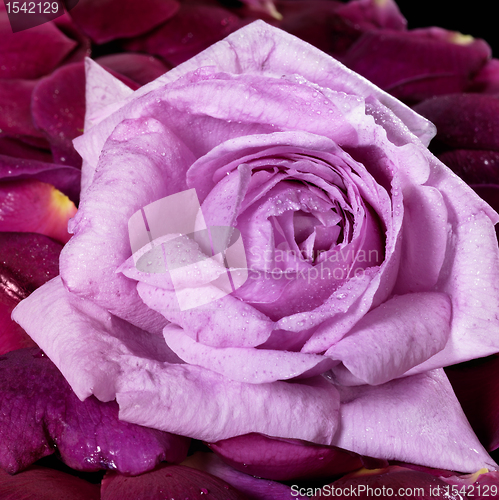 Image of pink rose and violet petals