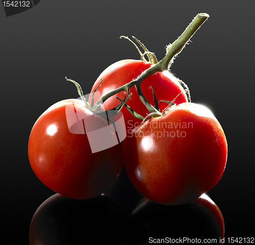 Image of tomato bunch