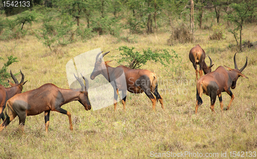 Image of Common Tsessebe in Uganda