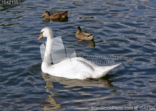 Image of swan and ducks on water surface