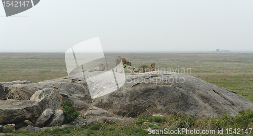 Image of three Cheetahs in the savannah