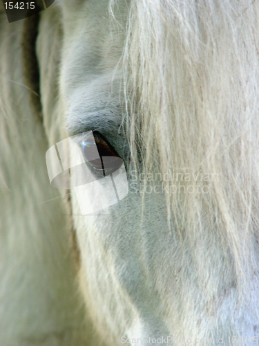 Image of Horse eye