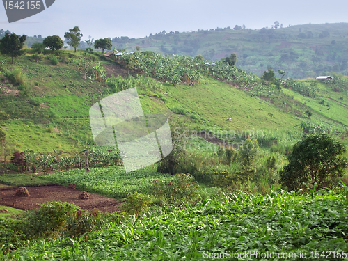 Image of agricultural scenery near Rwenzori Mountains