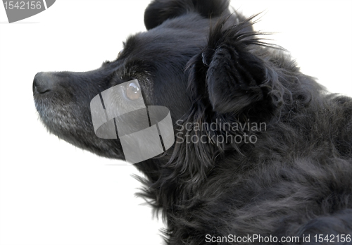 Image of sideways black dog portrait