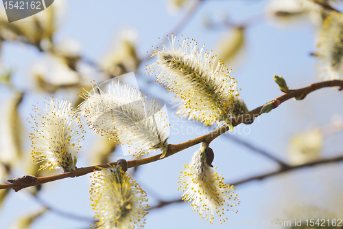 Image of Willow Catkins