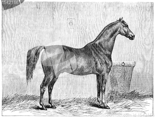 Image of English Thoroughbred Horse