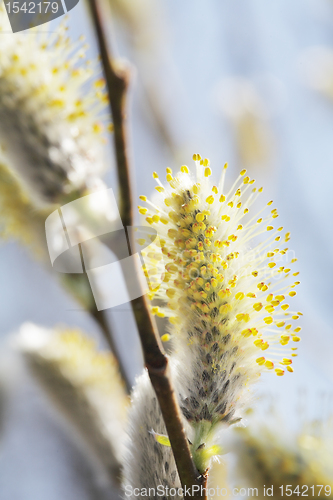 Image of Willow Catkins