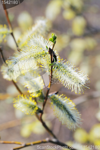 Image of Willow Catkins