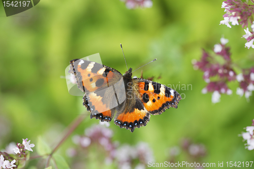 Image of Small Tortoiseshell Butterfly