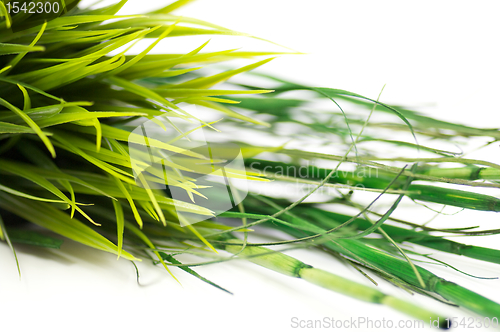 Image of Grass and bamboo