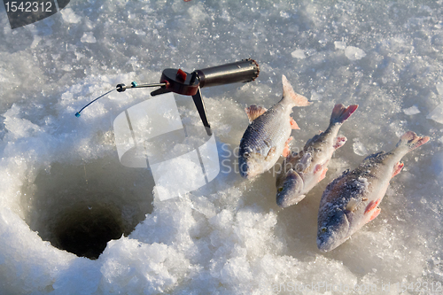 Image of perch fishing 6