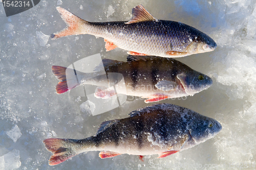 Image of perch fishing 3