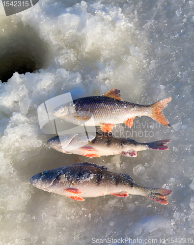 Image of perch fishing 5