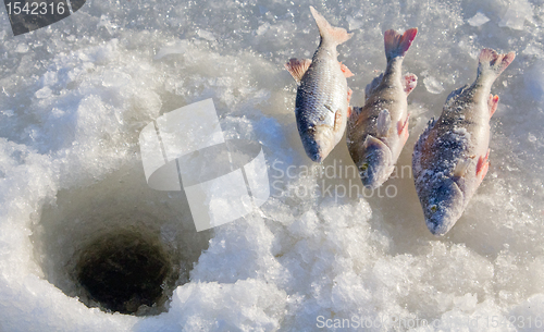 Image of perch fishing 4