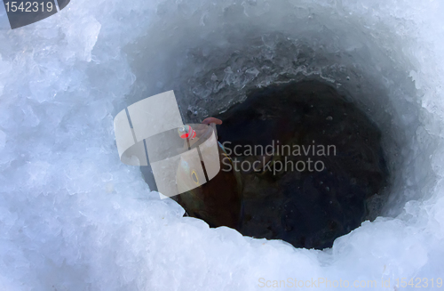 Image of perch fishing 2