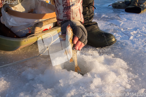 Image of roach fishing