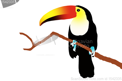 Image of Toucan