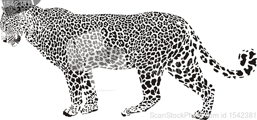 Image of Leopard