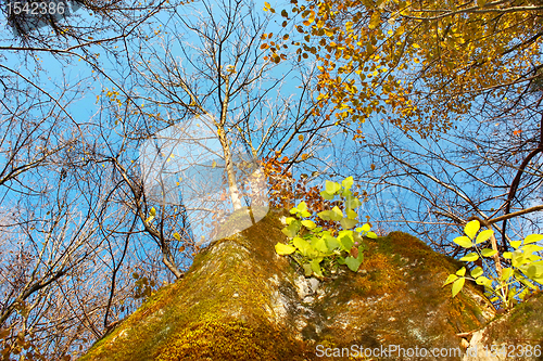 Image of Autumn forest