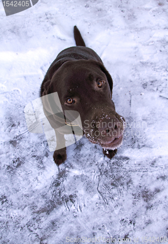 Image of dog on the snow