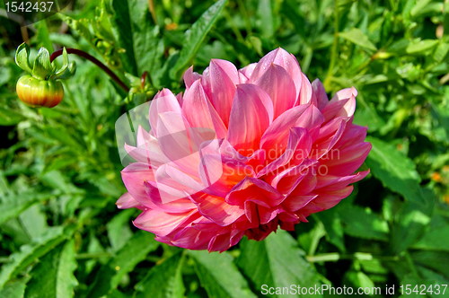 Image of Pink flower