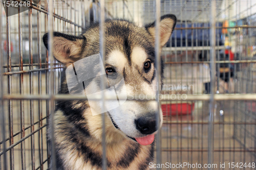 Image of Alaskan Malamute in kennel