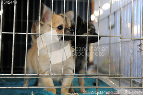 Image of puppies chihuahua in kennel