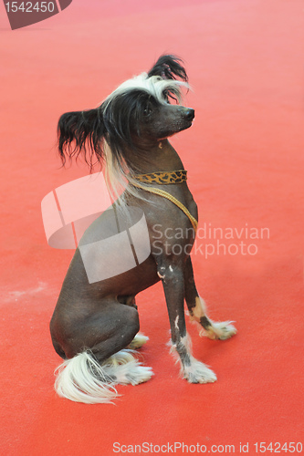 Image of Chinese Crested Dog