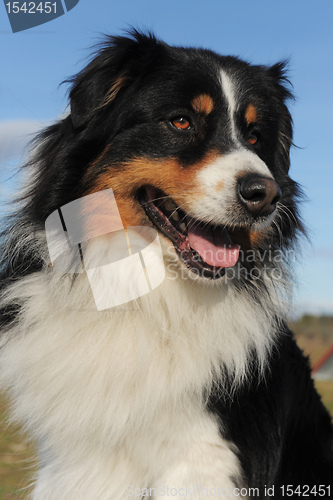 Image of australian shepherd