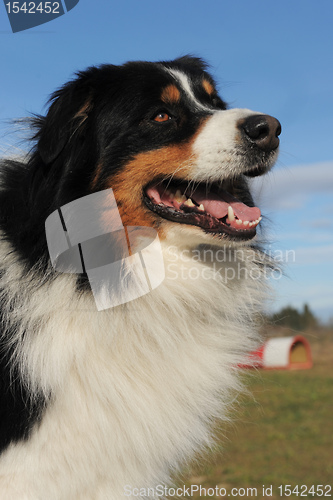 Image of australian shepherd