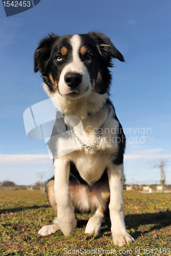 Image of border collie